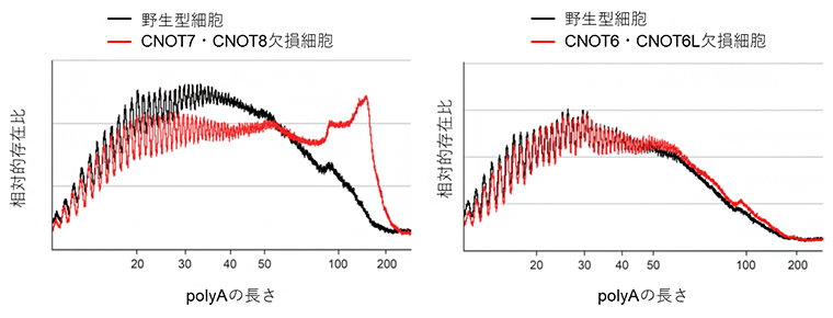 CNOT7とCNOT 8の欠損細胞におけるポリA鎖分解の異常の図