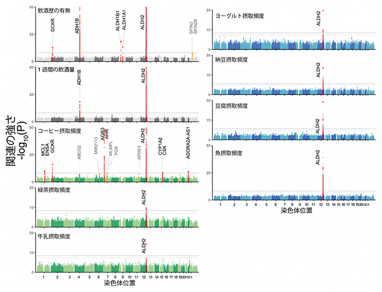 食習慣情報を用いたゲノムワイド関連解析（GWAS）の結果の図