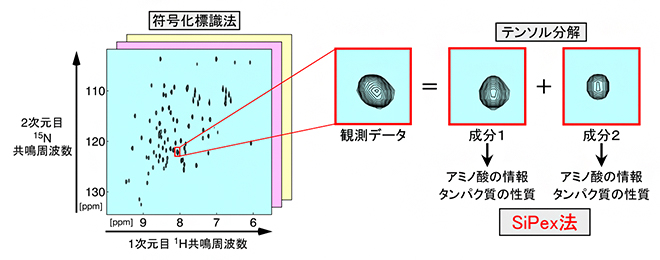 情報科学（符号化標識法）と数理科学（テンソル分解）を応用したSiPex法の図