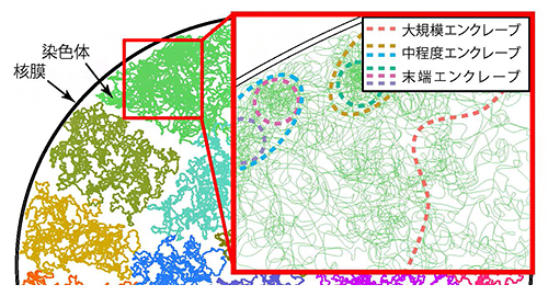 ゲノムに見いだされた階層構造「エンクレーブ」の図