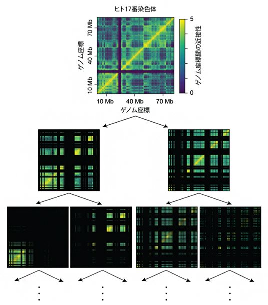 BHi-Cect法によるヒト染色体構造のクラスター化の図