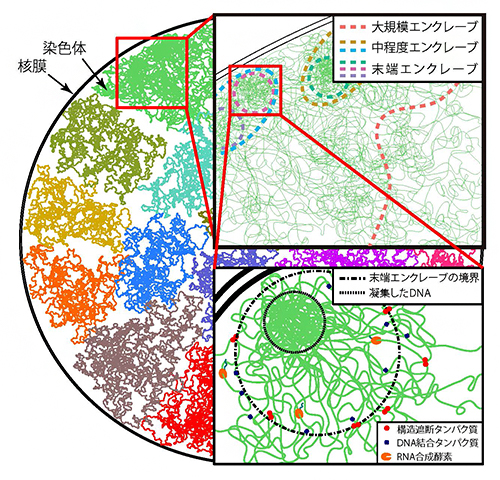 本研究で提案したゲノム構造のモデルの図