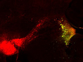 マウスの脳幹にあるノルアドレナリン作動性神経細胞の図