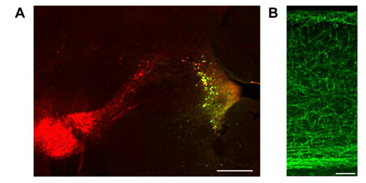 マウス脳においてノルアドレナリン作動性神経細胞特異的にChR2が発現している様子の図