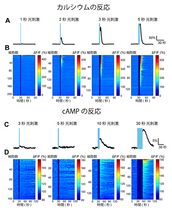 光刺激によるアストロサイトのカルシウムとcAMPの変化の図