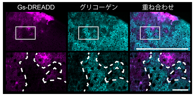 大脳皮質アストロサイトにおけるDREADDを用いたcAMP依存的なグリコーゲン代謝の図