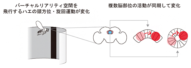 方向感覚に関わる神経回路のダイナミクス～複数脳部位の同期した活動が頭方位と旋回運動を符号化～