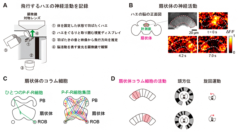 頭方位と旋回運動に関わる扇状体コラム細胞の活動の図