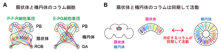 扇状体コラム細胞と楕円体のコラム細胞が示す同期活動の図