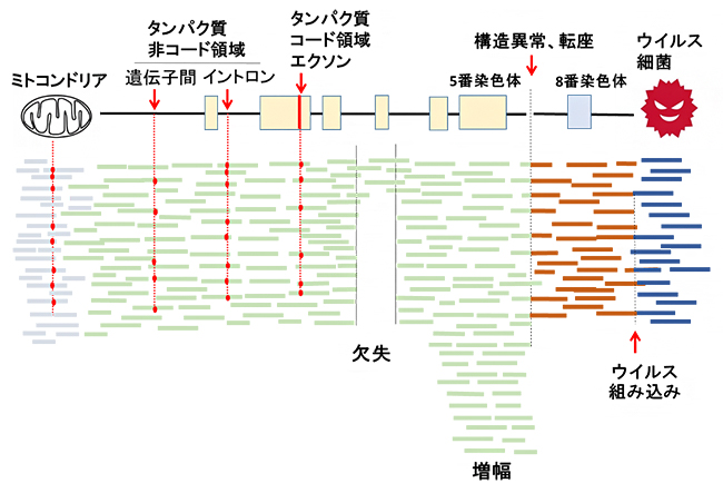 全ゲノムシーケンス解析によって見いだされる変異の図