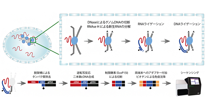 RNA-クロマチン相互作用を推定する新技術「RADICL-seq」