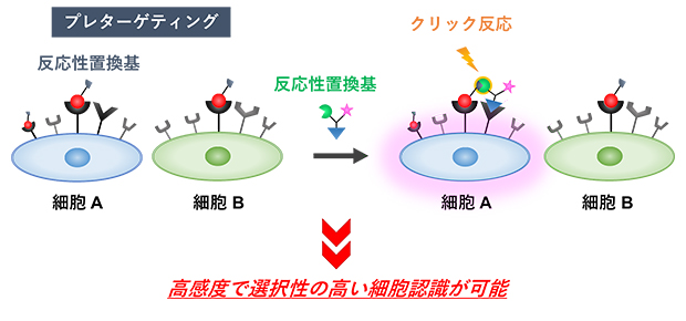 2種類の分子を組み合わせて標的細胞を認識するの図