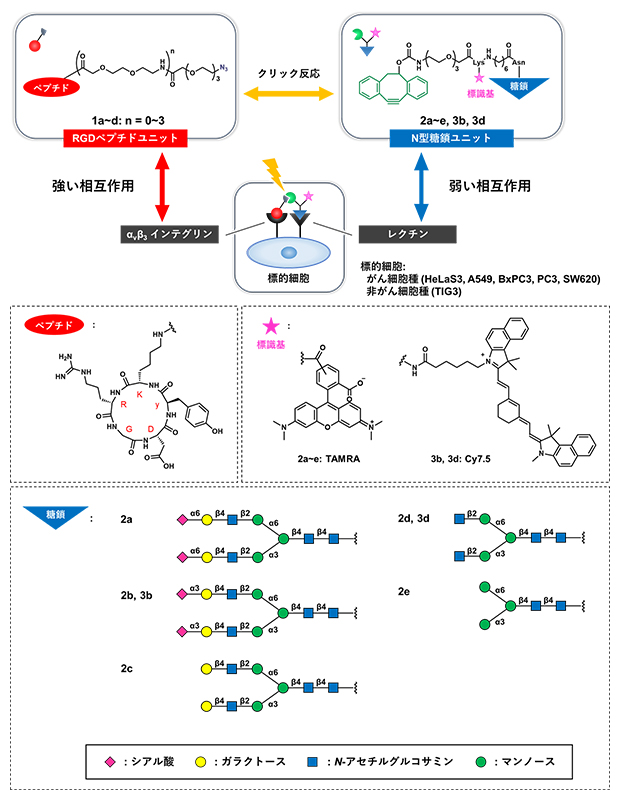 「強い」相互作用のペプチドリガンドと「弱い」相互作用の糖鎖リガンドのデザインの図