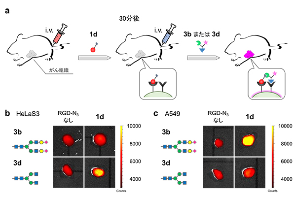 生体内でプレターゲティング法を用いたがん組織標識化の図