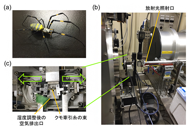 湿度と伸長速度によって変化するクモ糸の構造を解明～強靭な人工クモ糸の設計指針に有用～