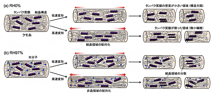 クモ糸の湿度と伸長速度依存的な破断挙動の模式図の図