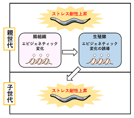 ストレス耐性上昇を子世代に継承させる腸-生殖腺の組織間コミュニケーションの図