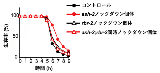 ストレス耐性に関わる因子ASH-2とRBR-2の図