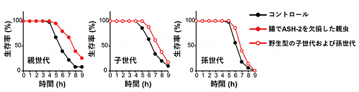 腸組織でASH-2を欠損した親世代の線虫と次世代の線虫のストレス耐性の図