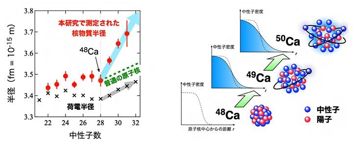 48Caを超えた領域で見つかった核物質半径の異常増大現象とイメージ図の画像