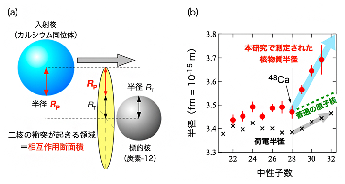 相互作用断面積と核半径の関係図とCa同位体の核物質半径・荷電半径の図