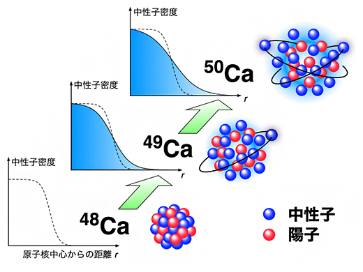 48Caを超えた領域における核内中性子分布の変化の模式図の画像