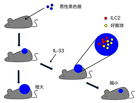ILC2による抗腫瘍活性の図