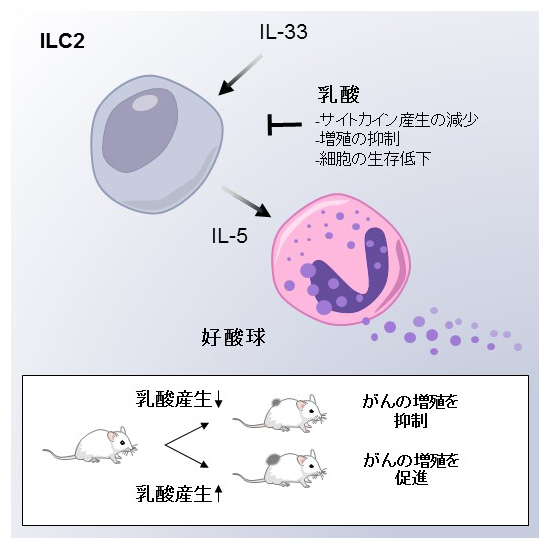 乳酸ががん細胞の増殖を助けるメカニズムの図