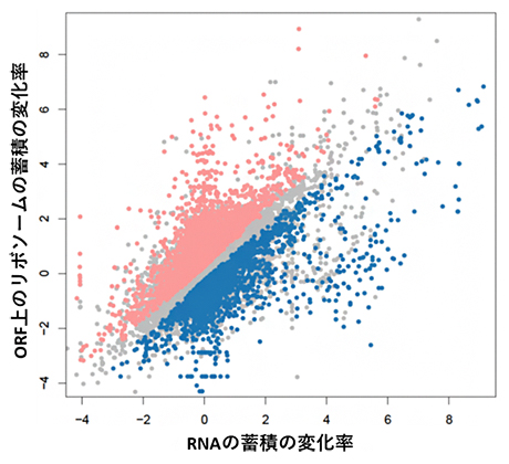 暗所から青色光への露光におけるRNA量とリボソーム量の相関の図