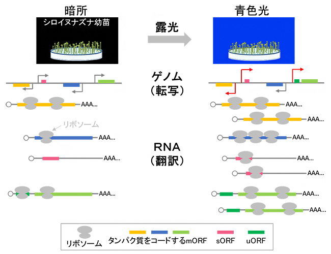 シロイヌナズナ幼苗の青色光への露光時における翻訳変化のイメージ図の画像