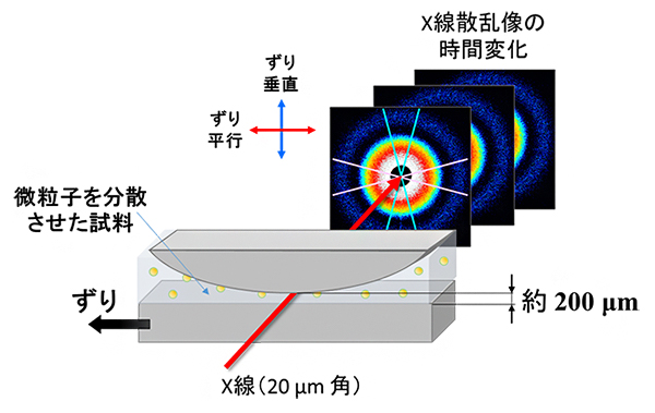 本研究での測定模式図の画像