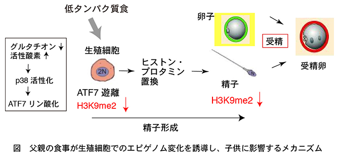 父親の食事が生殖細胞でのエピゲノム変化を誘導し、子供に影響するメカニズムの図