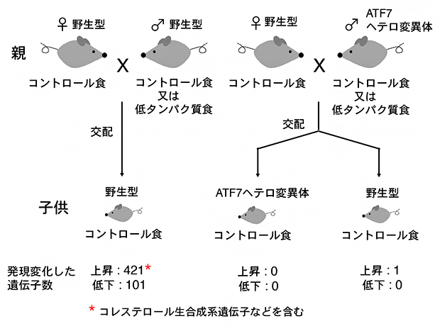 父親マウスの低タンパク質食による子供マウス肝臓での遺伝子発現変化の図