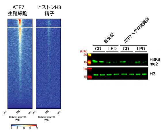 精子でのATF7結合遺伝子の解析の図