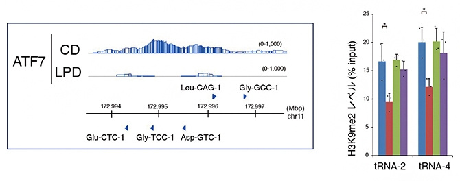 生殖細胞におけるtRNA 遺伝子の ATF7による制御の図