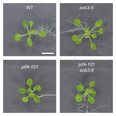 pif4変異株とsob3変異株の葉柄における表現型の図