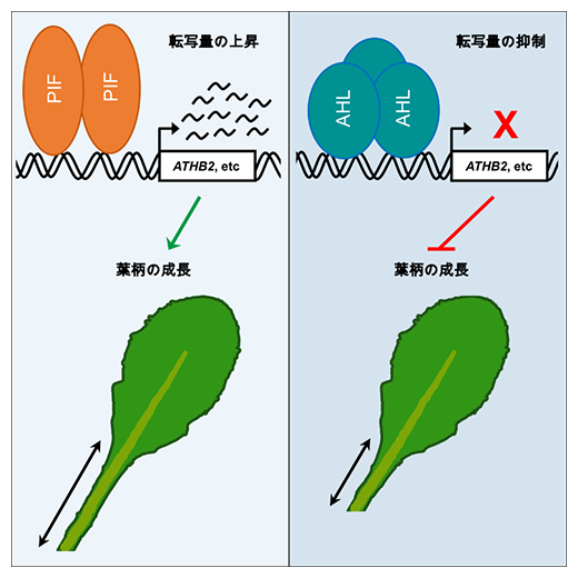 AHLによる葉柄の成長制御モデルの図