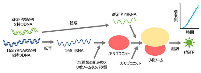 試験管内でリボソームの再構成とそれに伴うタンパク質合成を一挙に行う「R-iSAT」の図