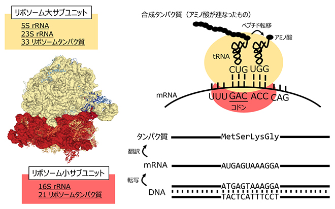 リボソームによるタンパク質合成の仕組みの図