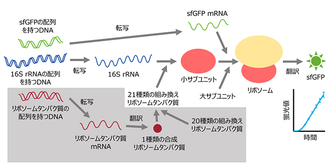 R-iSATを用いたリボソームの再構成の図