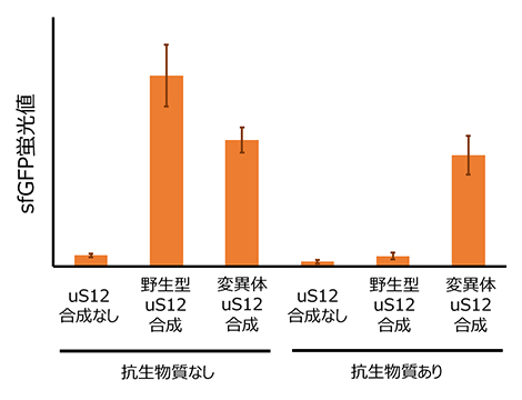 R-iSATを用いたリボソームタンパク質の機能解析の図