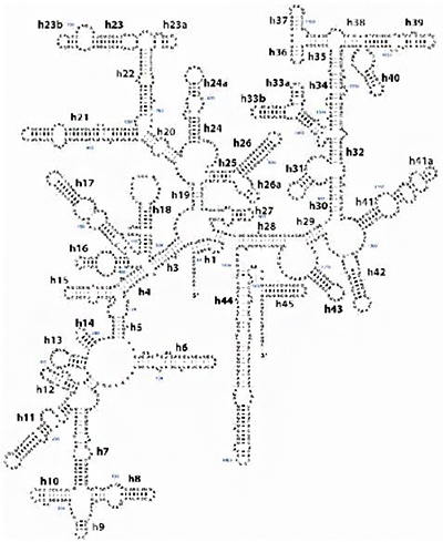 16S rRNAの図