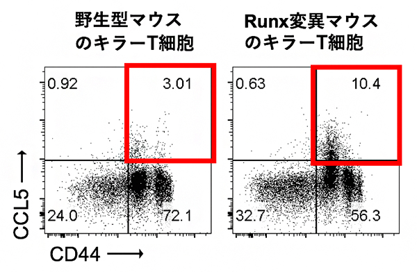 キラーT細胞の培養後のCCL5の発現解析の図