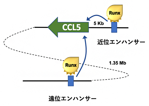 CCL5遺伝子の発現を調節する二つのエンハンサーの図