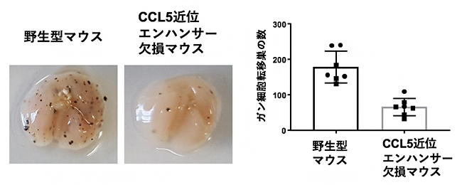 皮膚がん細胞の肺への転移モデルマウスを用いたがん免疫の解析結果の図