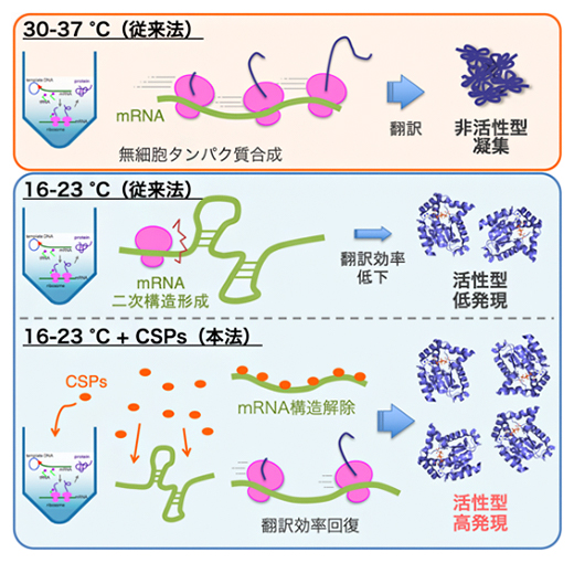 無細胞タンパク質合成における温度の影響と低温ショックタンパク質(CSP)の効果の図