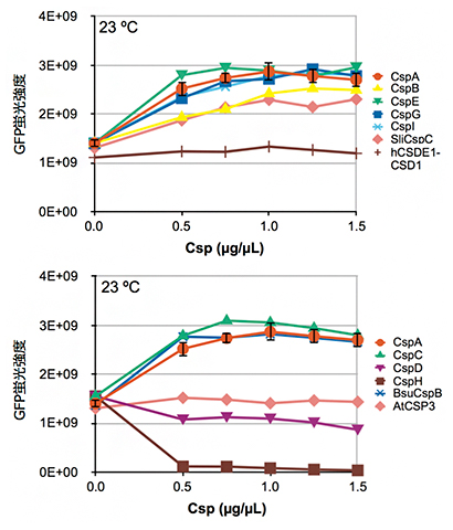 23℃におけるCSP添加濃度とGFPタンパク質発現量の図