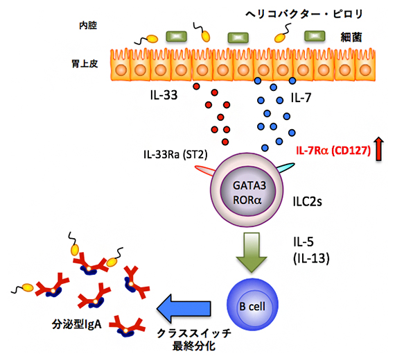 胃が2型自然リンパ球（ILC2）を介して免疫グロブリンA（IgA）産生を誘導するメカニズムの図