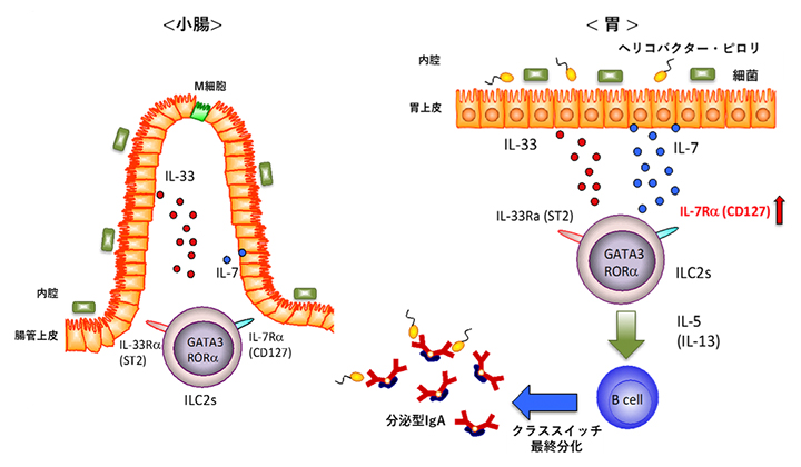 ILC2を介してIgAを誘導するメカニズムの図