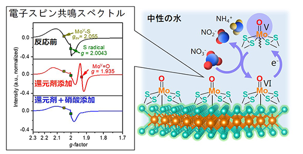 電子スピン共鳴分光法により特定されたMoV＝O中間体と反応機構の概念図の画像